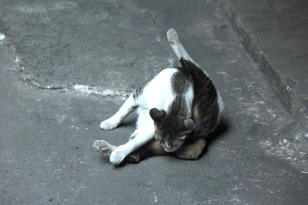 Kóbor Macskák Amelyek Egyedül Élnek — Stock Fotó