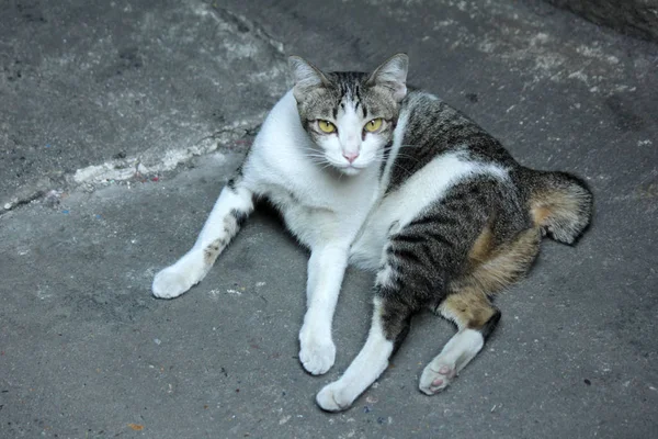 Stray Cats Live Alone — Stock Photo, Image