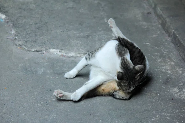 Бездомные Кошки Которые Живут Одни — стоковое фото