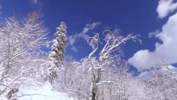 低角度视图 新鲜的白色雪毯覆盖在树枝和树冠在惊人的冬季仙境 美丽高大的树木覆盖着柔和的雪 霜和冰在神奇的日子 — 图库视频影像
