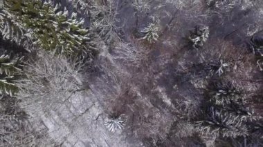 Hava: vahşi ve şaşırtıcı kış harikalar taze kar ile kaplı büyük ağacın saçak güzel geniş ormanda yukarıda uçan. Sihirli buz soğuk kış günü uyku pitoresk Beyaz orman