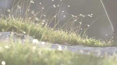 Ağır çekim Dof yakından: Ayrıntı vintage deri Dağcılık botları ve rocky Dağları tırmanışı ve yokuş yukarı Avrupa Alpleri'nde şaşırtıcı güneşli yaz gününde yürüyüş tanınmaz maceracı dişi