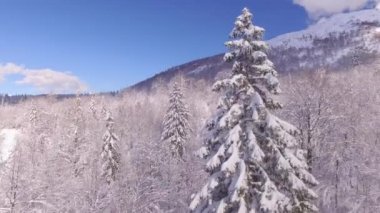 Hava: güzel uzun Ladin ağaç yumuşak kar battaniye ile örtülü etrafında uçan, aşağı asılı parlak buz sarkıtları şaşırtıcı güneşli kış gününde yeşil dallar gür. Beyaz karlı vahşi doğada kış