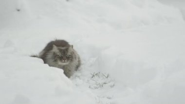 Ağır çekim yakın çekim: Uzun kürk yumuşak beyaz kar üzerinde oturan küçük kartopu yakalamak gökyüzünde, yüksek atlama ile çok gri kedi. Noel'de kar tanesi karlı bahçesinde oynarken kabarık Anasayfa kedi