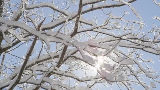 Slow Motion Närbild Låg Vinkel Varm Vinter Solen Skiner Genom — Stockvideo