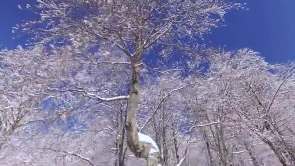 低角度看 令人惊叹的雪树枝和冰冷的树干在温暖的冬日阳光下日光浴 令人惊叹的高大的树木覆盖着柔和的雪毯 对美丽的蓝天在冬季 — 图库视频影像