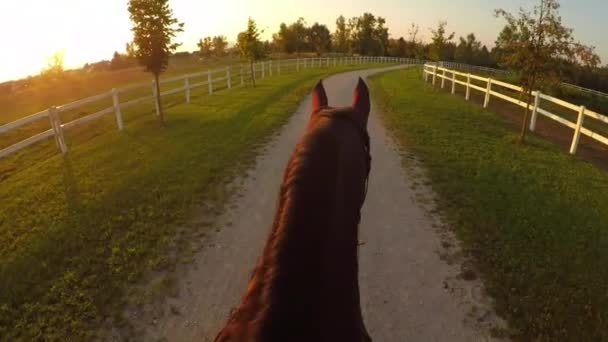 Fpv 神奇和放松的晚上骑在马场 骑马骑着强大的栗子种马进入金色的落日 在游乐园肮脏的小径上行走的美丽的明胶 — 图库视频影像