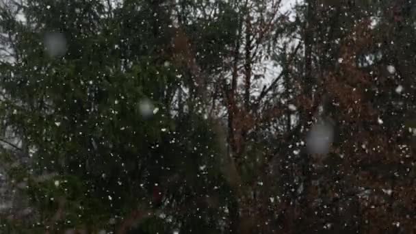 Slowmotion Close Zware Sneeuwval Blizzard Voor Bomen Het Bos Het — Stockvideo