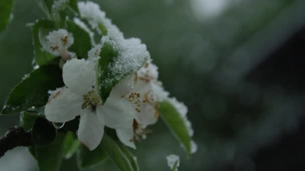 Slow Motion Close Gentle White Flowers Blossoming Tree Freezing Snow — Stock Video