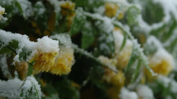 Slow Motion Close Gentle Orange Flowers Blossoming Bush Freezing Snow — Stock Video