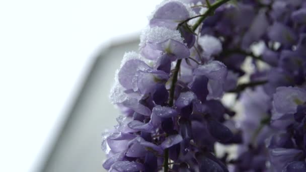 慢动作关闭剂量 美丽的蓝色花朵冻结 在大雪下弯曲在春天 气温下降 极端气候变化 全球变暖对植物造成的不稳定天气 — 图库视频影像