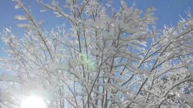 Hava, yakın, düşük açı: taze yumuşak kar ve sıcak kış güneşte ışıltılı Ice kaplı çıplak ağaç dalları etrafında uçan. Kış günü güneşli şaşırtıcı üzerinde parıldayan büyük karlı ve buzlu gölgelik