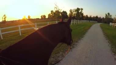 FPV, Close Up: Büyülü ve rahatlatıcı akşam yolculuktan doğada büyük at çiftliği üzerinde günbatımında. Güçlü koyu kahverengi aygır kumlu yolda altın gündoğumu büyük eğlence parkında Binicilik