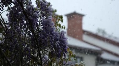 Ağır çekim Dof yakından: dondurma, şiddetli kar yağışı altında bahar bahçe üzerinde bükme güzel mavi çiçekleri. Sıcaklık düşüş, aşırı iklim değişikliği, küresel ısınma sonucunda şiddetli hava değişikliği