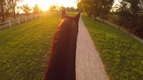Fpv クローズ アップ 魔法とリラックスした夜は 馬の牧場に乗る 乗馬強力な暗い湾種牡馬を黄金の夕日に 美しいレクリエーション公園で汚れた経路上を歩いて去勢 — ストック動画