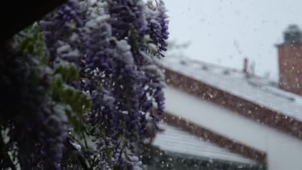 Slow Miion Close Dof Синие Бобы Замерзают Сгибаясь Сильным Снегом — стоковое видео