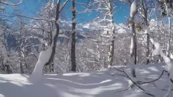 最初の人ビューをクローズ アップ スノーボーダーが雪に覆われた山の森林の新雪パウダーに乗って 日当たりの良いマウンテン スキー リゾートのゲレンデを完璧なパウダースノーでスキーのフリーライド スキー — ストック動画