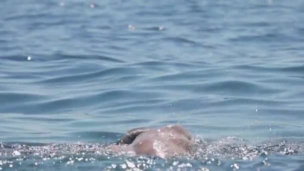 慢动作 休闲男游泳者游泳前爬在美丽的阳光明媚的夏日在海洋中快速爬行 肌肉人练习和训练自由式中风挑战比赛 — 图库视频影像