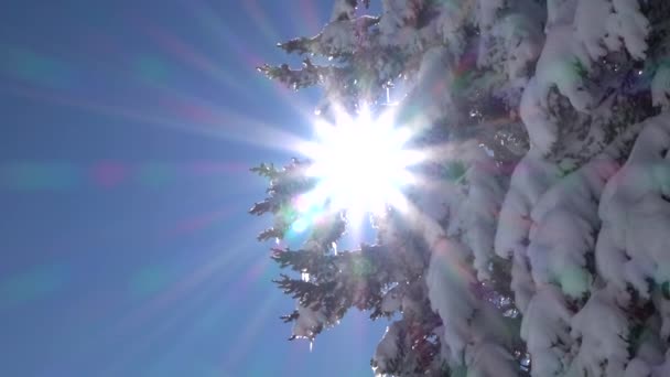 クローズ アップ スローモーション低角度 柔らかい冬の日差しが小ぎれいなな針および緑豊かな緑の枝を通って照る 冬の白い雪の毛布で覆われた美しいツリーからぶら下がって氷のつらら — ストック動画