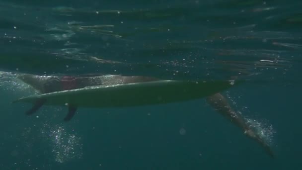 スローモーション半水中 若い男オープンウォーター海でサーフボードにパドリング 陽気な男性サーファー笑みを浮かべて 海辺での夏の休暇の透き通った青い海でラインナップにパドリング — ストック動画