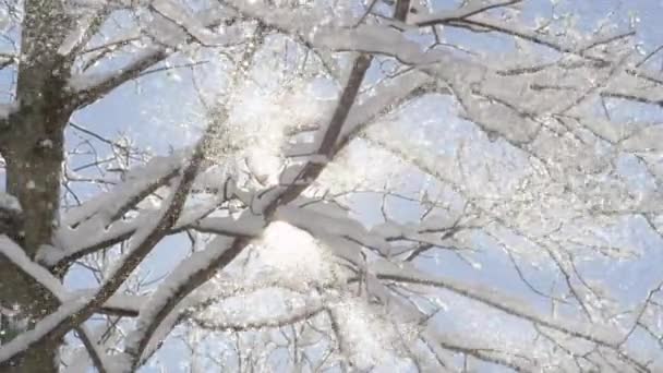 クローズ アップ スローモーション低角度 木の枝を介して輝く暖かい冬の日差しの中は 白い雪の毛布で覆われて 小さな柔らかい雪輝くと雪枝から落ちてくる太陽の下で輝く — ストック動画