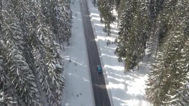 Antenne Flug Über Blaues Auto Das Durch Schöne Frostige Fichtenwälder — Stockvideo