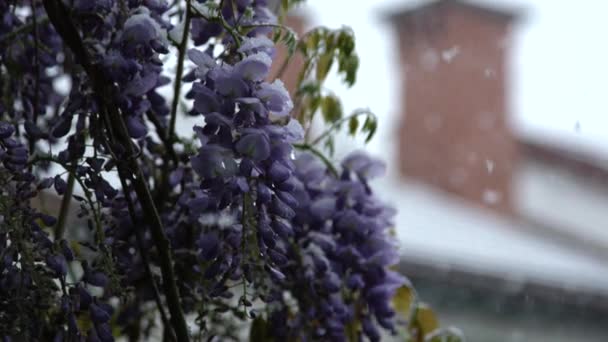 Slow Motion Close Dof Mooie Blauwe Bloesems Bevriezing Buigen Onder — Stockvideo