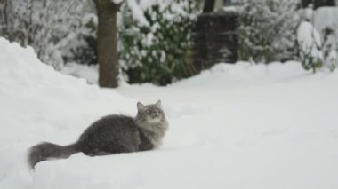 Ağır çekim yakın çekim: Uzun kürk yumuşak beyaz kar üzerinde oturan küçük kartopu yakalamak gökyüzünde, yüksek atlama ile çok gri kedi. Noel'de kar tanesi karlı bahçesinde oynarken kabarık Anasayfa kedi