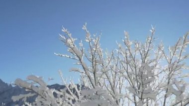 Hava, yakın, düşük açı: taze yumuşak kar ve sıcak kış güneşte ışıltılı Ice kaplı çıplak ağaç dalları etrafında uçan. Kış günü güneşli şaşırtıcı üzerinde parıldayan büyük karlı ve buzlu gölgelik