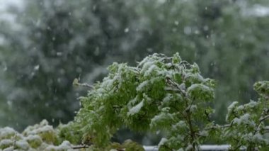 Ağır çekim, Close Up: genç kapsayan kar ağaç dalına bahar sıcaklığı dalgalanmalar sonucu olarak bırakır. Aşırı iklim değişikliği, kararsız hava ve büyüyen bitkilerin zarar frosts