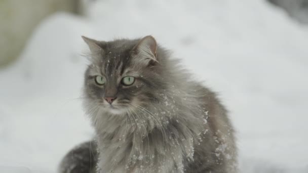 スローモーション クローズ アップ 優雅な灰色猫緑目と長いひげ雪庭に座って 遠くを見つめます 柔らかい雪のクリスマスの日に美しいキティの長い毛を置くこと — ストック動画