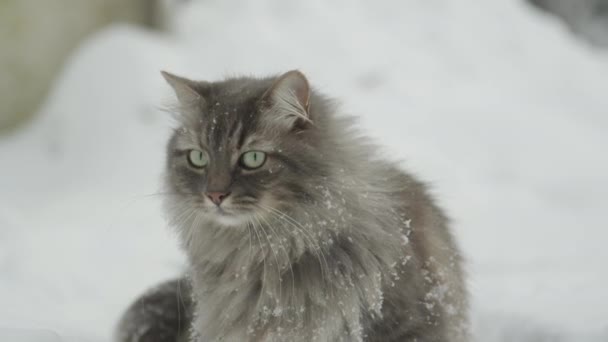 Moción Lenta Cerrar Gato Gris Agraciado Con Ojos Verdes Bigotes — Vídeos de Stock