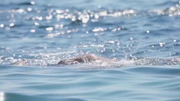 Zeitlupe Aus Der Nähe Antenne Leistungssportler Die Vorne Schwimmen Krabbeln — Stockvideo