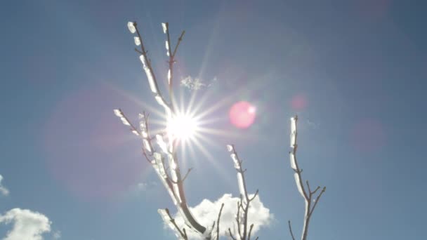 スローモーション クローズ アップ 輝く氷のような雨がふくらんでいる雲と青い空と暖かい冬の太陽の下で輝く木の枝を凍結します 驚くほど晴れた日に凍結の小枝を覆っていた氷がシニー ホッケーの部分 — ストック動画