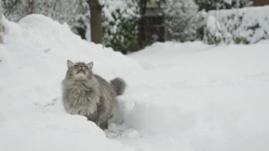 Ağır çekim, Close Up: Büyük kartopu isabet güzel kabarık gri kedi yüzüne. Derin karda duran, kar taneleri ile oynayan ve kaçmak kış gökyüzü bakarak sürpriz yavru kedi