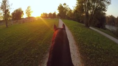 FPV, Close Up: Büyülü ve rahatlatıcı akşam günbatımında büyük at ahır çiftlikte doğada binmek. Güçlü koyu kahverengi aygır kumlu yolda altın gündoğumu büyük eğlence parkında Binicilik