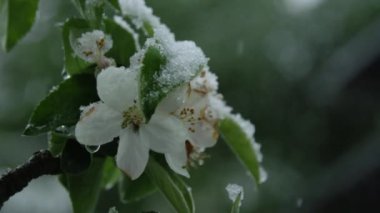 Ağır çekim, Close Up, Dof: Hata çiçekli kiraz ağacı, aşırı bahar hava karlı battaniye ile kaplı üzerinde beyaz çiçek saklanıyor. Küresel ısınma ile değişen sıcaklık ve İklim kirliliği