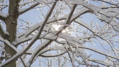 Ağır çekim, Close Up, düşük açı: ağaç dalları ile shinning sıcak kış güneş ışığı beyaz kar battaniye ile örtülü. Pırıl pırıl ve karlı twigs düşerken güneşte parlayan küçük yumuşak kar taneleri