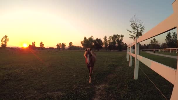 Fermer Adorable Curieux Poney Palomino Marchant Sur Vaste Champ Prairie — Video