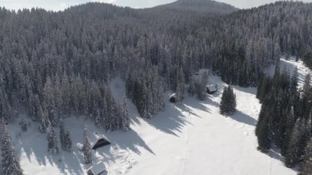Luchtfoto Vliegen Boven Traditionele Berghutten Dichte Vuren Bos Bedekt Met — Stockvideo