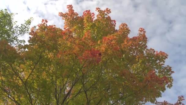 低角度のビューを閉じる 明るい黄色回転のレース葉落葉広葉樹林を見事な青空 地元の公園燃えるかがり火赤 サンフレム 金秋の日のカエデの木の果樹園 — ストック動画