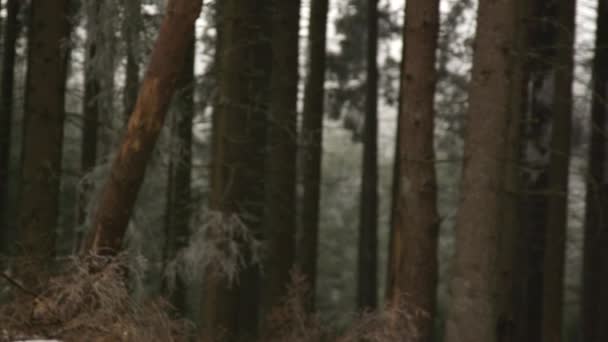 Ścieśniać Dof Leśnicy Wyblakła Wysoki Stary Świerk Gęstym Lesie Iglastym — Wideo stockowe