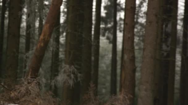 Close Dof Foresters Felling Tall Old Spruce Dense Conifer Forest — Stock Video