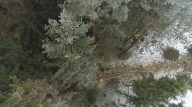 Hava: Fellers woodchopping Ladin ve çam ağaçları ile güzel ormanda kar frosts kışın kapalı. Oduncular odun günlüğü, uzun boylu Ladin Gaze. Kaydedicilerinin tarafından kesin olarak düşen ağaçlar
