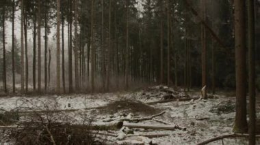 Hava: Sevgili woodchopping Ladin ve çam ağaçları ile güzel ormanda kar frosts kışın kapalı. Oduncu günlük ahşap, uzun boylu Ladin Gaze. Uzun ağaç Logger tarafından kesilmiş olma düşüyor