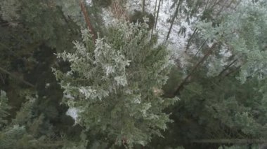 Hava: Fellers woodchopping Ladin ve çam ağaçları ile güzel ormanda kar frosts kışın kapalı. Oduncular odun günlüğü, uzun boylu Ladin Gaze. Kaydedicilerinin tarafından kesin olarak düşen ağaçlar