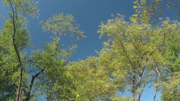 Vista Baja Del Ángulo Cerrar Encaje Hojas Contra Cielo Azul — Vídeos de Stock