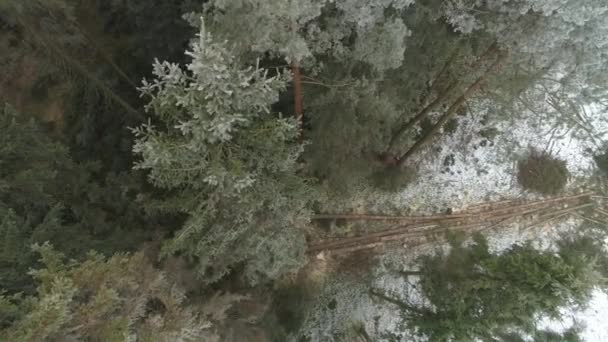 Aerial Fellers Woodchopping Spruce Pine Trees Covered Snow Frosts Beautiful — Vídeo de Stock