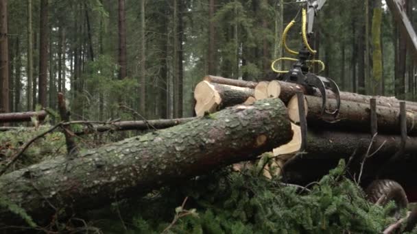 Uzavřít Odlesňování Sklízení Smrkových Lesích Podzim Nákladní Vůz Swingarmem Dráp — Stock video