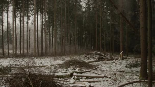 航空写真 Woodchopping トウヒとマツの木で覆われている美しい森に雪霜冬 木こりログ木は 背の高いトウヒを伐採します ロガーによってカットされて落ちている背の高い木 — ストック動画